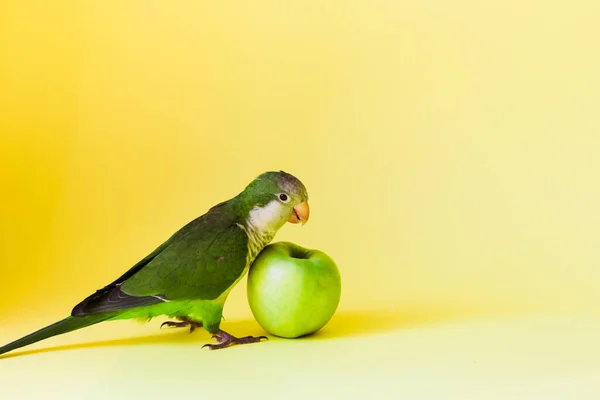 绿鹦鹉和尚 长着圆圆的尖嘴 吃着一个黄色背景的健康的绿色苹果 — 图库照片