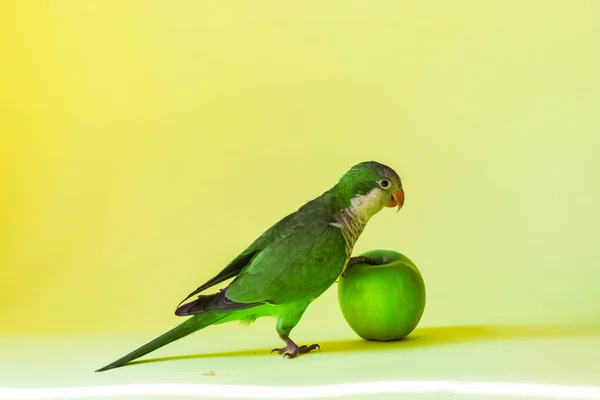 Raça Monge Papagaio Come Uma Maçã Verde Saudável Fundo Amarelo — Fotografia de Stock