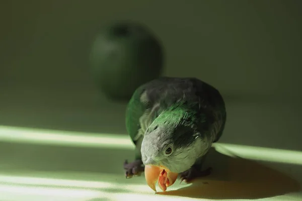 Домашний Зеленый Попугай Монах Стоит Солнце Открывает Клюв Крупный План — стоковое фото