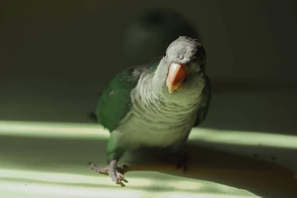 Home Monk Parrot Large Beak Stands Sun Looks Attentively Camera — Stock Photo, Image