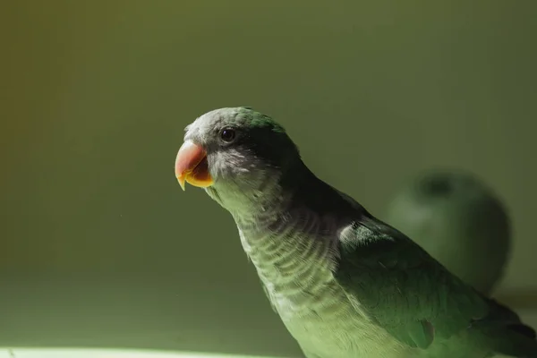 Egy Házi Zöld Papagáj Szerzetes Nagy Éles Csőrrel Nyakában Fény — Stock Fotó