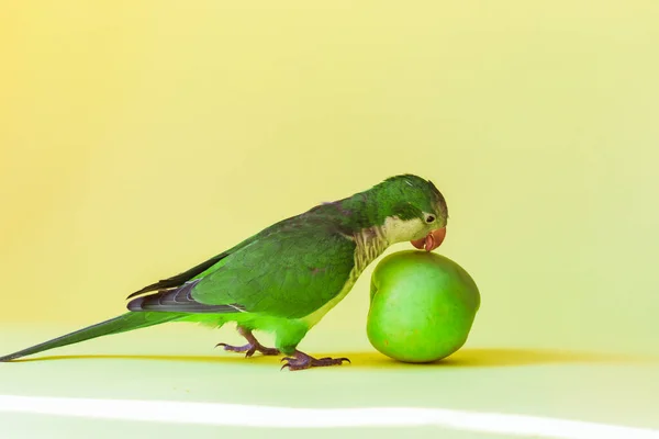 緑のオウムの修道士の品種は黄色の背景に緑の健康的なリンゴを食べる — ストック写真