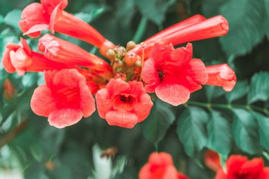 Kırmızı kampsis tomurcukları, yakın plan..