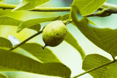 Yeşil cevizin meyvesi ağaçta yetişir..