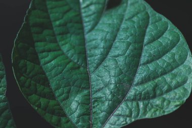 Close-up of a dark green leaf and its texture in cool tones. Natural tropical background.