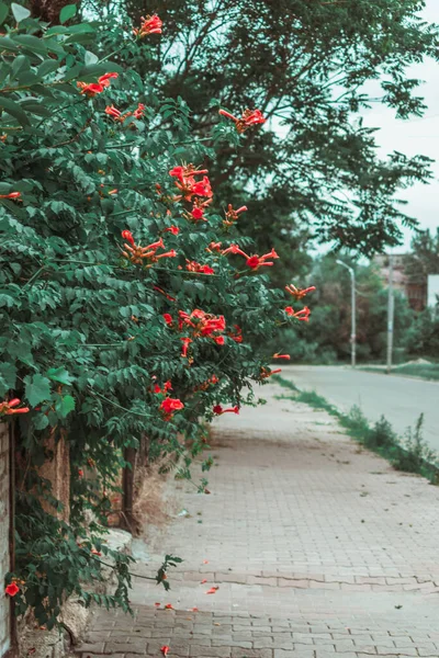 Caminho Longo Estrada Onde Arbustos Kampsis Florescem — Fotografia de Stock