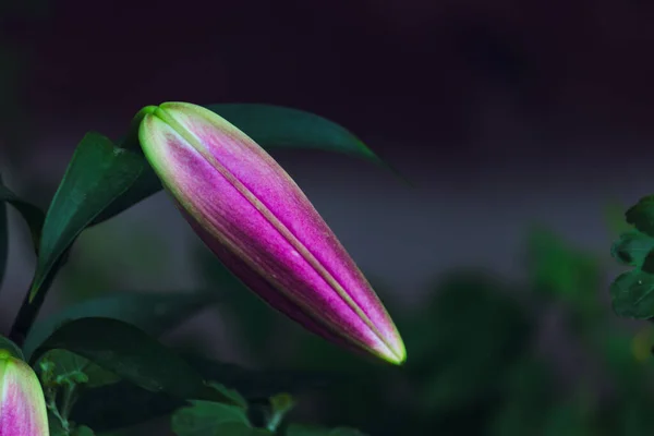 One Long Unopened Bud Regal Lily Close Cold Colors — Fotografia de Stock