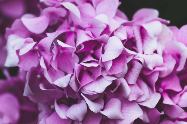 Pink Hydrangea Petals Close Floral Background — Fotografia de Stock