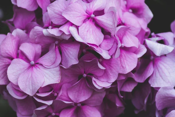 Рожеві Пелюстки Гортензії Крупним Планом Квітковий Фон — стокове фото