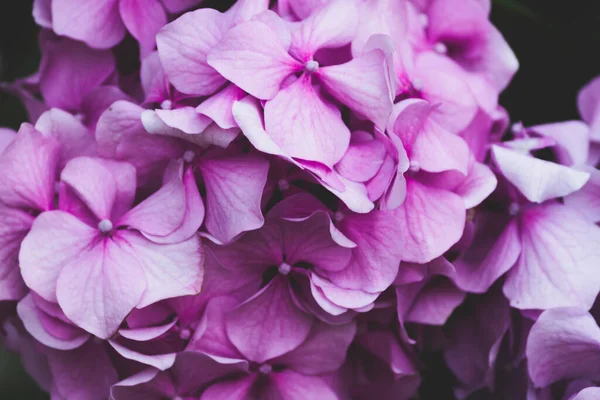 Рожеві Пелюстки Гортензії Крупним Планом Квітковий Фон — стокове фото