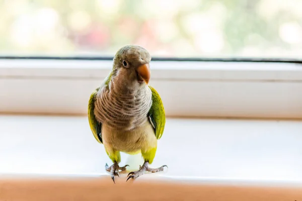 Zöld Gyönyörű Papagáj Szerzetes Áll Ablakpárkányon Napközben — Stock Fotó