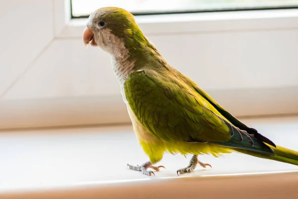 Loro Verde Raza Kalita Camina Sobre Alféizar Blanco Ventana —  Fotos de Stock