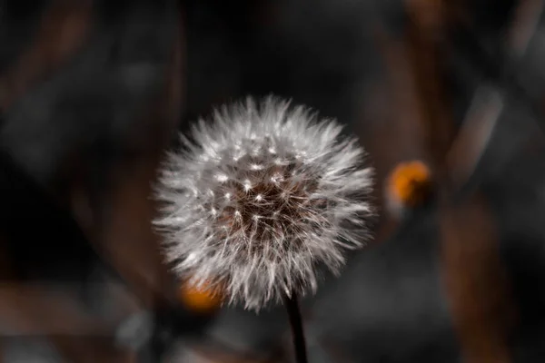 White fluffy dandelion close-up on a dark background. High quality. — Stock Photo, Image