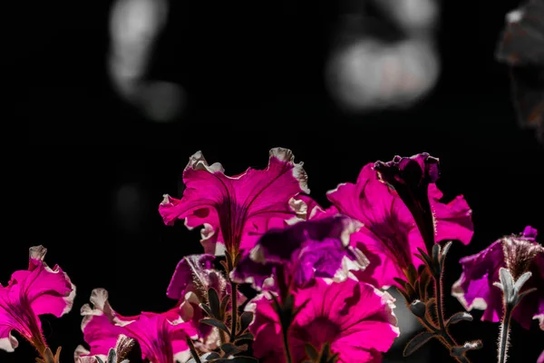 Lilás botões petúnia em um fundo sombrio escuro. — Fotografia de Stock