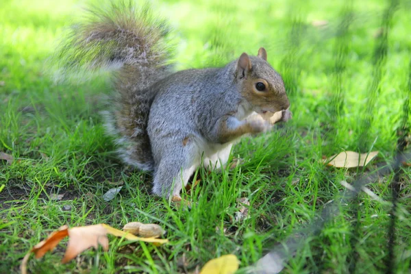 Squirrel — Stock Photo, Image