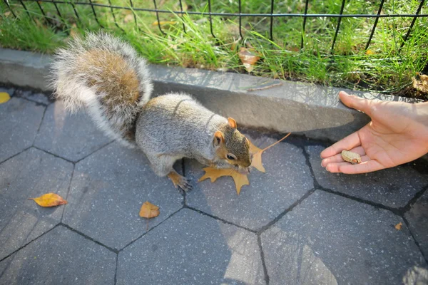 Squirrel — Stock Photo, Image