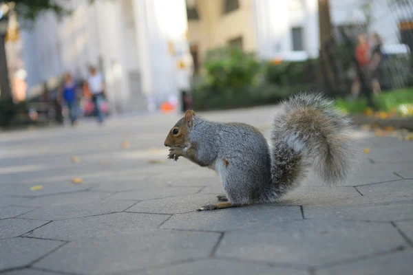 Squirrel — Stock Photo, Image