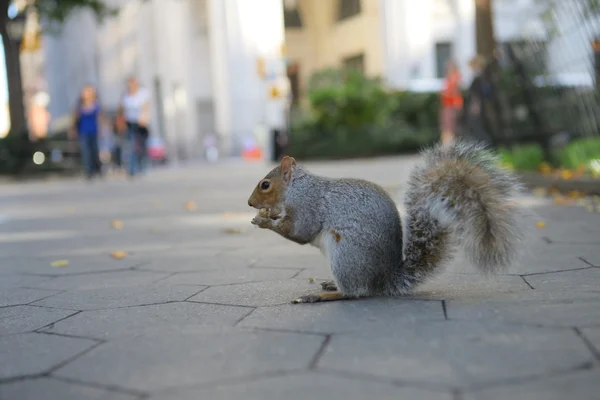 Squirrel — Stock Photo, Image