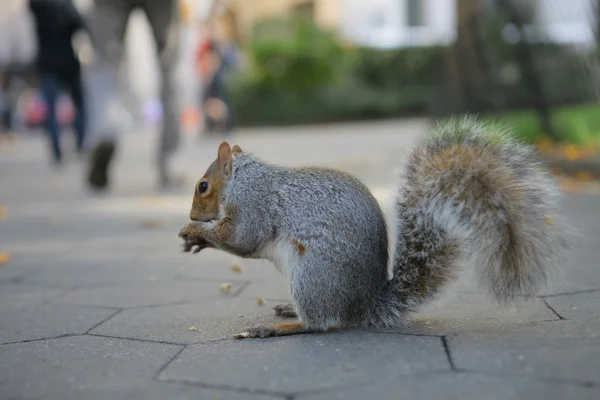 Squirrel — Stock Photo, Image