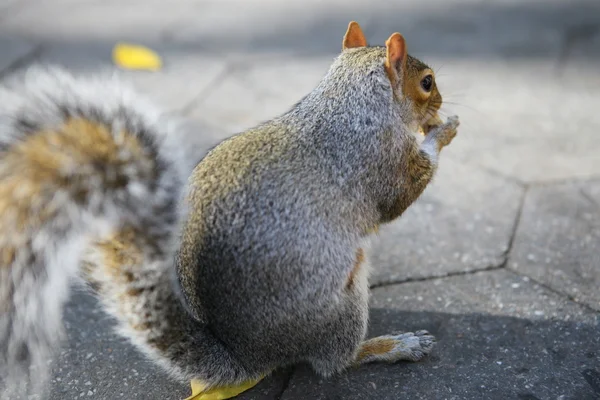 Squirrel — Stock Photo, Image