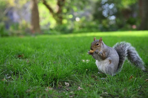 Squirrel — Stock Photo, Image