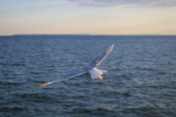 Seagull — Stock Photo, Image