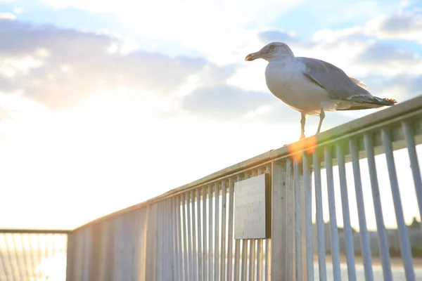 Möwe Stockbild