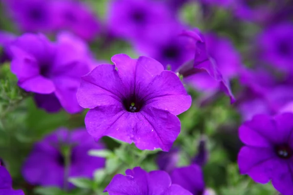 Purple flowers