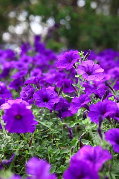 Purple flowers