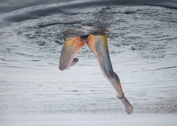 Colorful legs are emerging from blue water. Body paint was used to color these long legs. The image is rotated 180 degrees so it feels kindly odd. The swimmer also forgot to take off her socks which are soaking wet already.