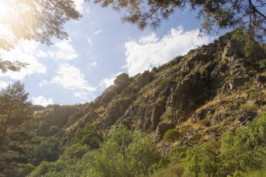 Ormanda bir gün ışığı ve uzak bir kahverengi dağ