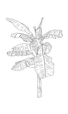 El çizimi tropik muz palmiyesi, beyaz arka planda izole edilmiş. Vektör İllüstrasyonu.