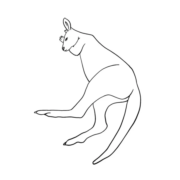 一只袋鼠的手绘轮廓 在白色背景下分离的澳大利亚动物的病媒草图 涂鸦风格图解 — 图库矢量图片#