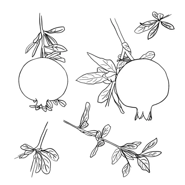 矢量图解 一个有果实和叶子的石榴枝干的轮廓图像 手绘涂鸦插图 白色背景上的黑色图像 线性艺术 — 图库矢量图片#
