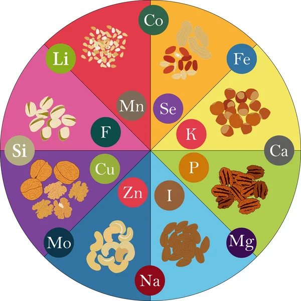 Noci e micronutrienti — Vettoriale Stock