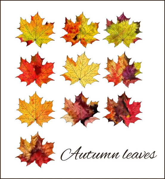 Um conjunto de folhas de outono coloridas em um fundo branco . —  Vetores de Stock