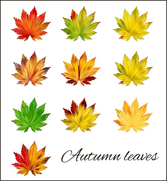 Un conjunto de coloridas hojas de otoño sobre un fondo blanco . — Vector de stock