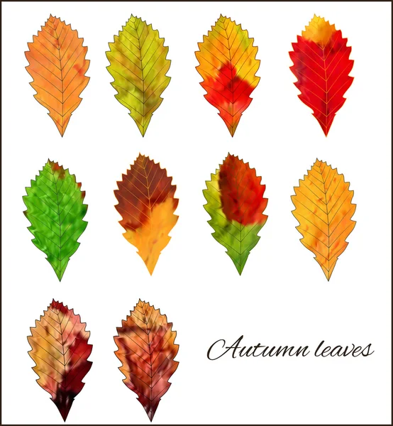 Een reeks van kleurrijke herfst bladeren op een witte achtergrond. — Stockvector
