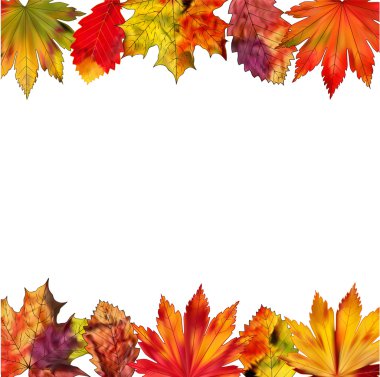 Beyaz bir arka plan üzerinde renkli sonbahar yaprakları bir dizi.