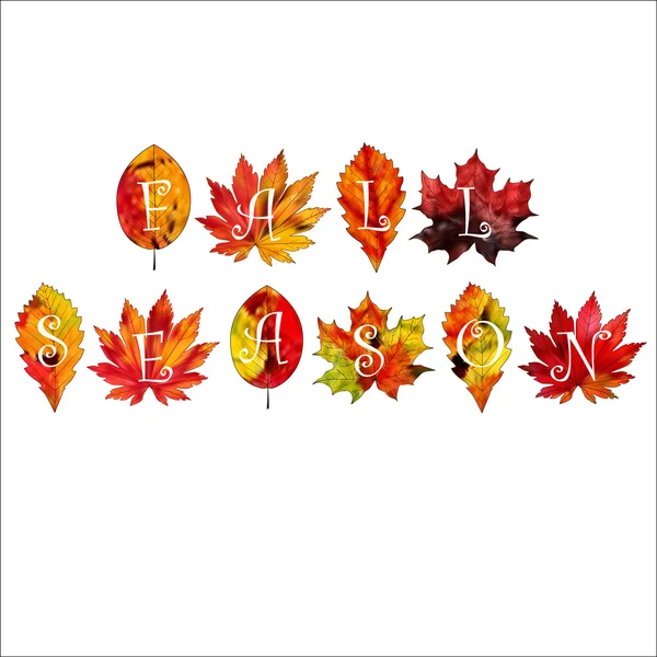 A set of colorful autumn leaves on a white background. — Stock Vector