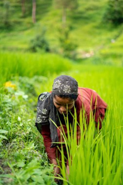 ALMORA, INDIA - 6 Kasım 2020: Hintli bir kadın çiftçinin portresi yeşil tarlalarda çalışıyor, gülümsüyor ve kameraya bakıyor.