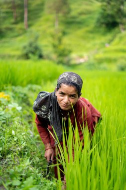 ALMORA, INDIA - 6 Kasım 2020: Hintli bir kadın çiftçinin portresi yeşil tarlalarda çalışıyor, gülümsüyor ve kameraya bakıyor.
