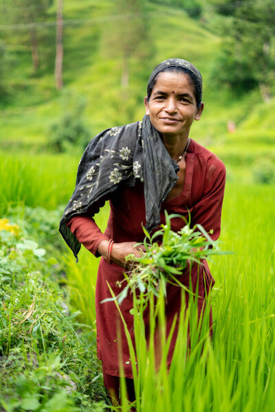 ALMORA, INDIA - november 6, 2020: portrait of an indian woman farmer standing in working in the green fields, smiling and looking into the camera.