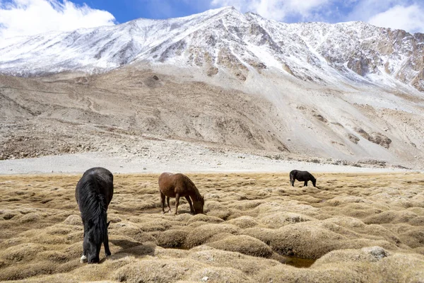 Dzikie Konie Jak Mustangi Pasą Się Czystych Alpejskich Łąkach Kwitnące — Zdjęcie stockowe