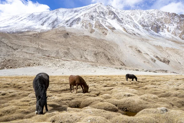 Wild horses like mustangs graze on clean alpine meadows. Blooming meadows against the backdrop of beautiful forest peaks, the sun is setting, a snow mountain