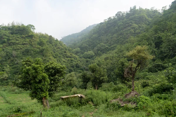 Paysage Une Jungle Couverte Brume Matinale — Photo