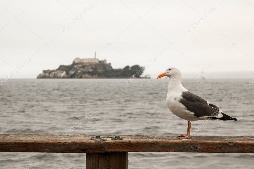 Seagull in front of the infamous Alcatraz Island, San Francisco, California - United States of America aka USA