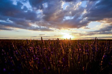 Güzel bir gökyüzü ve lavanta tarlasından görünen bulutlar.