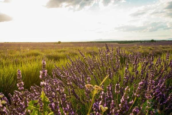 Belo Campo Lavanda Com Cores Quentes Agradáveis — Fotografia de Stock