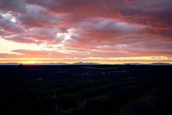 Gece lavanta tarlasından güzel kırmızı bir gökyüzü görünüyor.